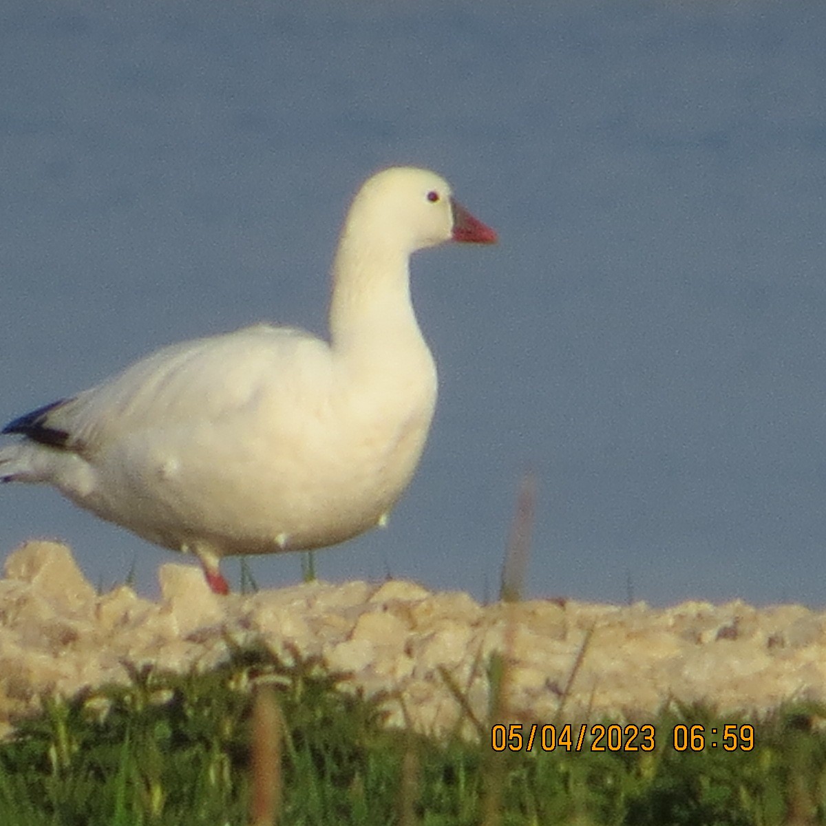 Ross's Goose - ML568583591