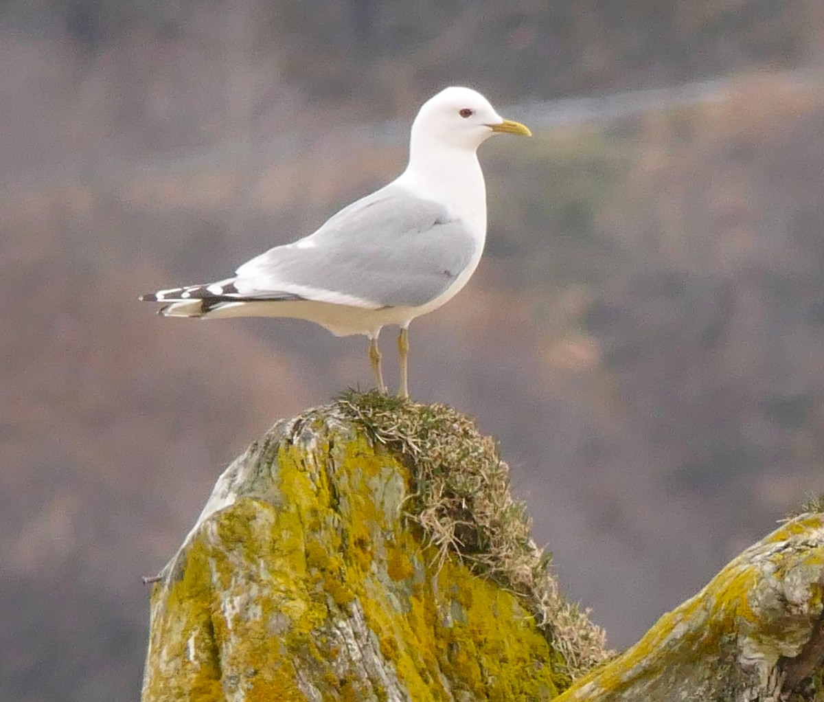 Short-billed Gull - ML568584151