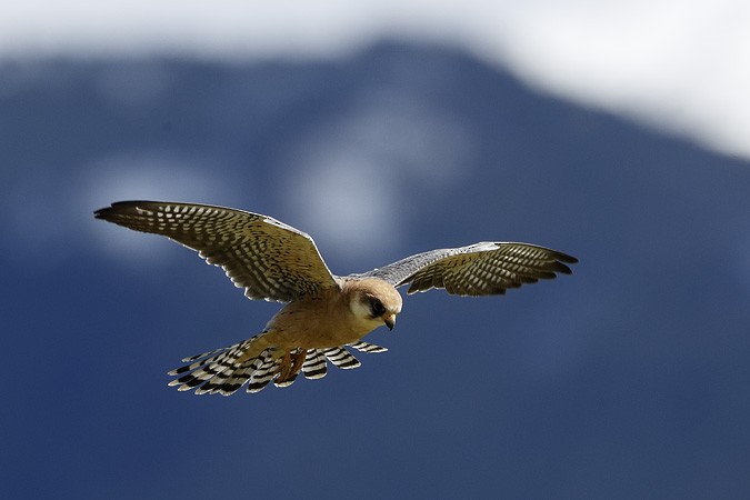 Red-footed Falcon - Antonio Anta Brink