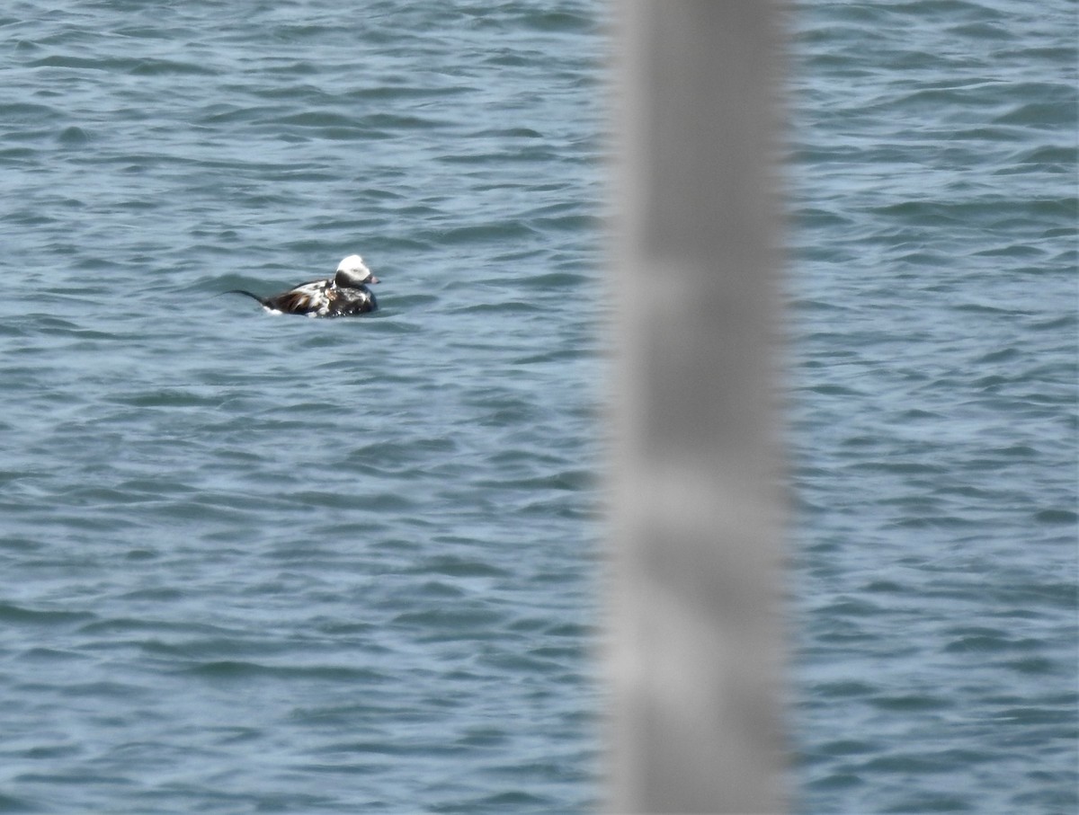 Long-tailed Duck - ML568585031