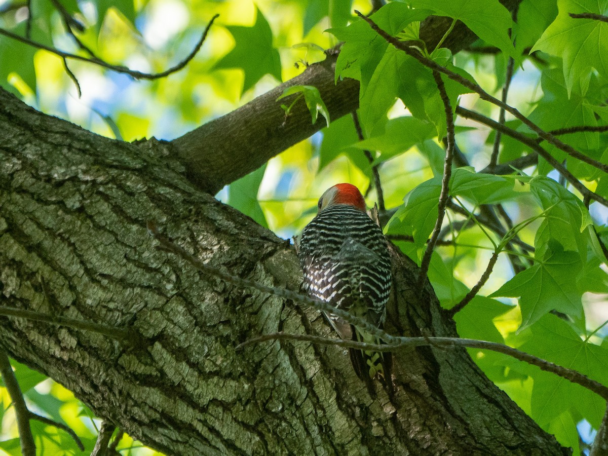 Red-bellied Woodpecker - ML568585281