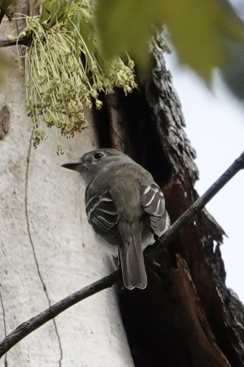 Least Flycatcher - ML568585771