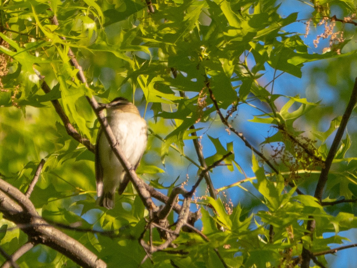Red-eyed Vireo - ML568586601