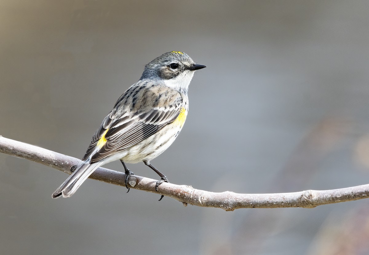 Yellow-rumped Warbler - ML568587051