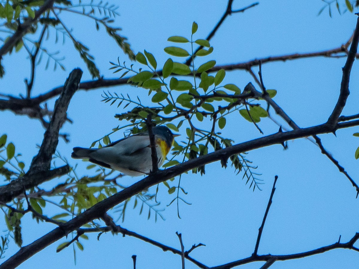 Northern Parula - ML568588981