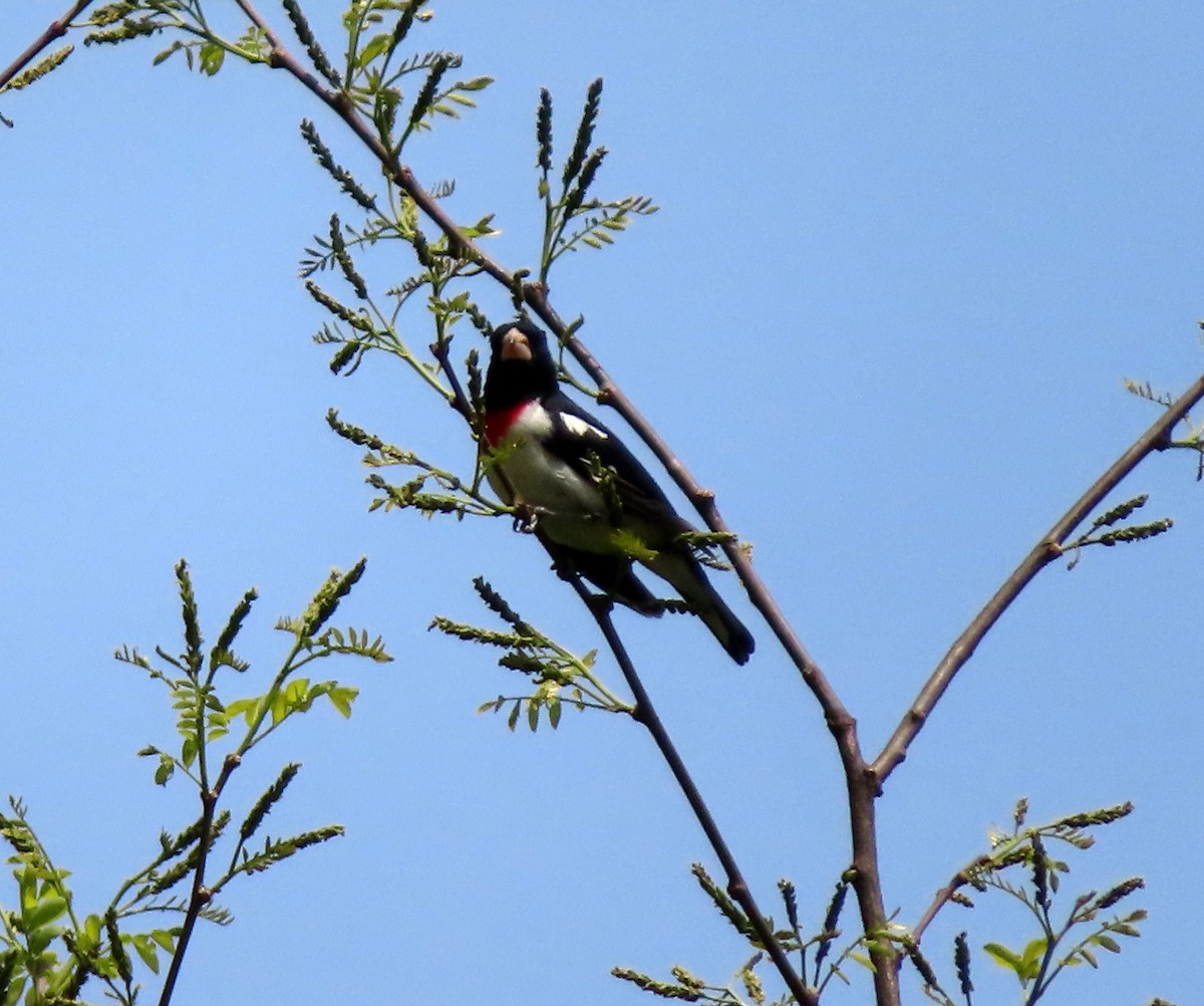 Rose-breasted Grosbeak - ML568589051