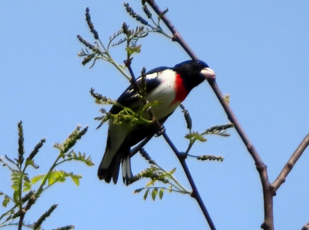 Rose-breasted Grosbeak - ML568589161