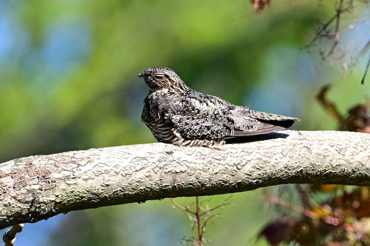 Common Nighthawk - ML568589181