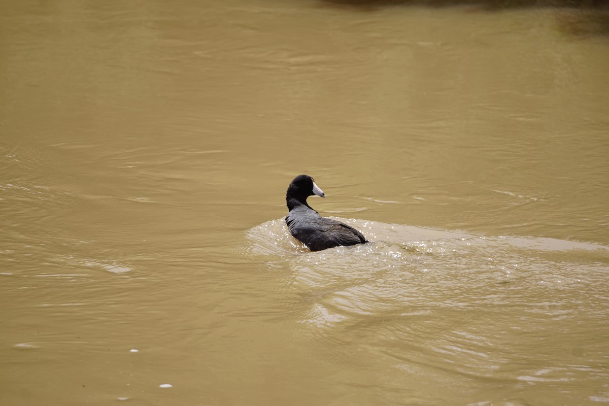 American Coot - ML568589351