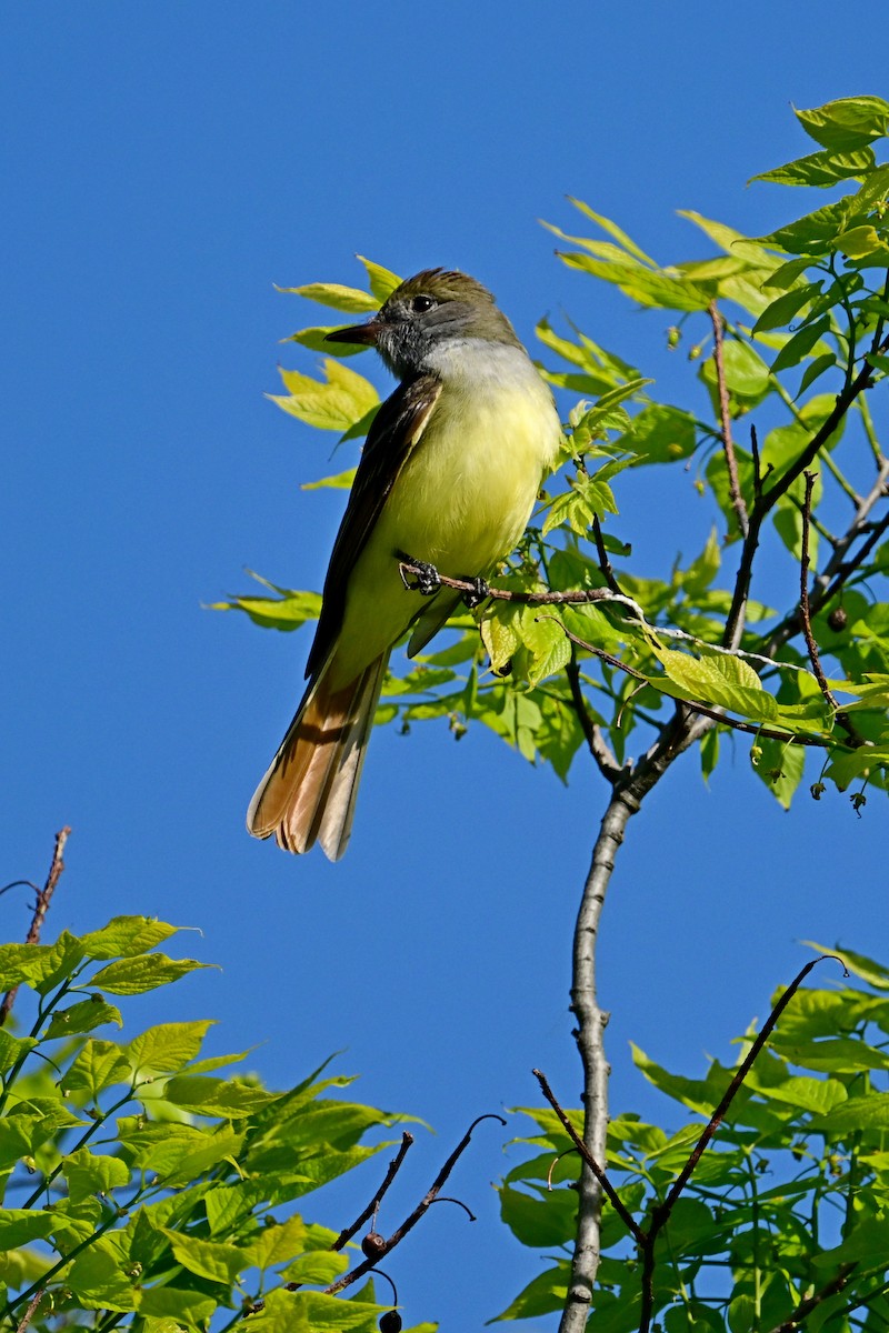 Great Crested Flycatcher - Eileen Gibney