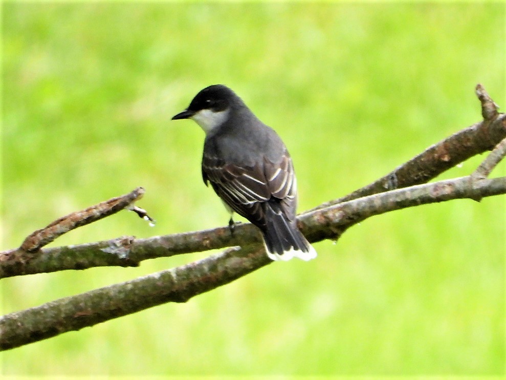 Eastern Kingbird - ML568590581