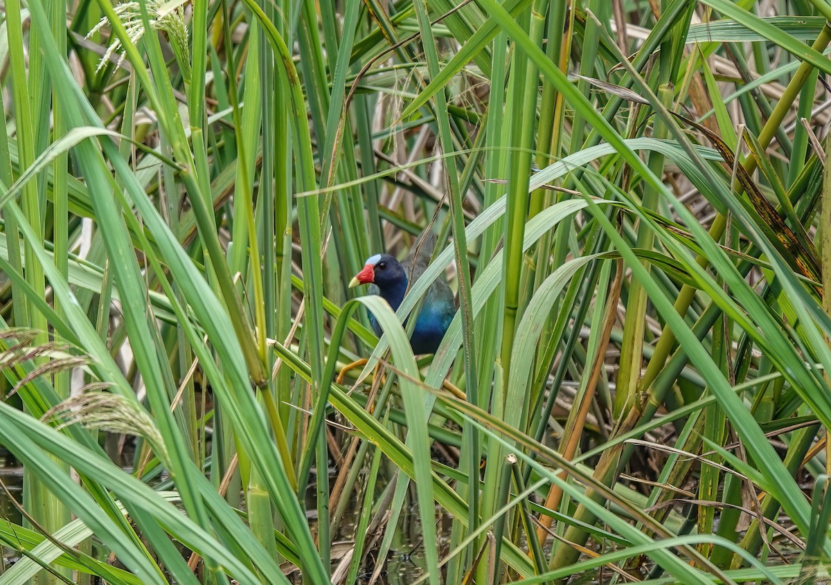 Purple Gallinule - ML568591101