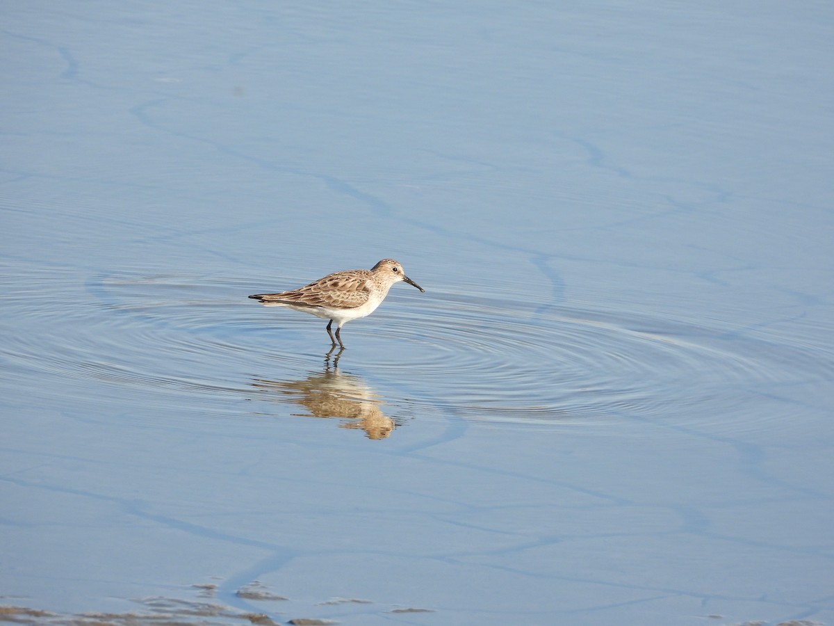 Baird's Sandpiper - ML568591421