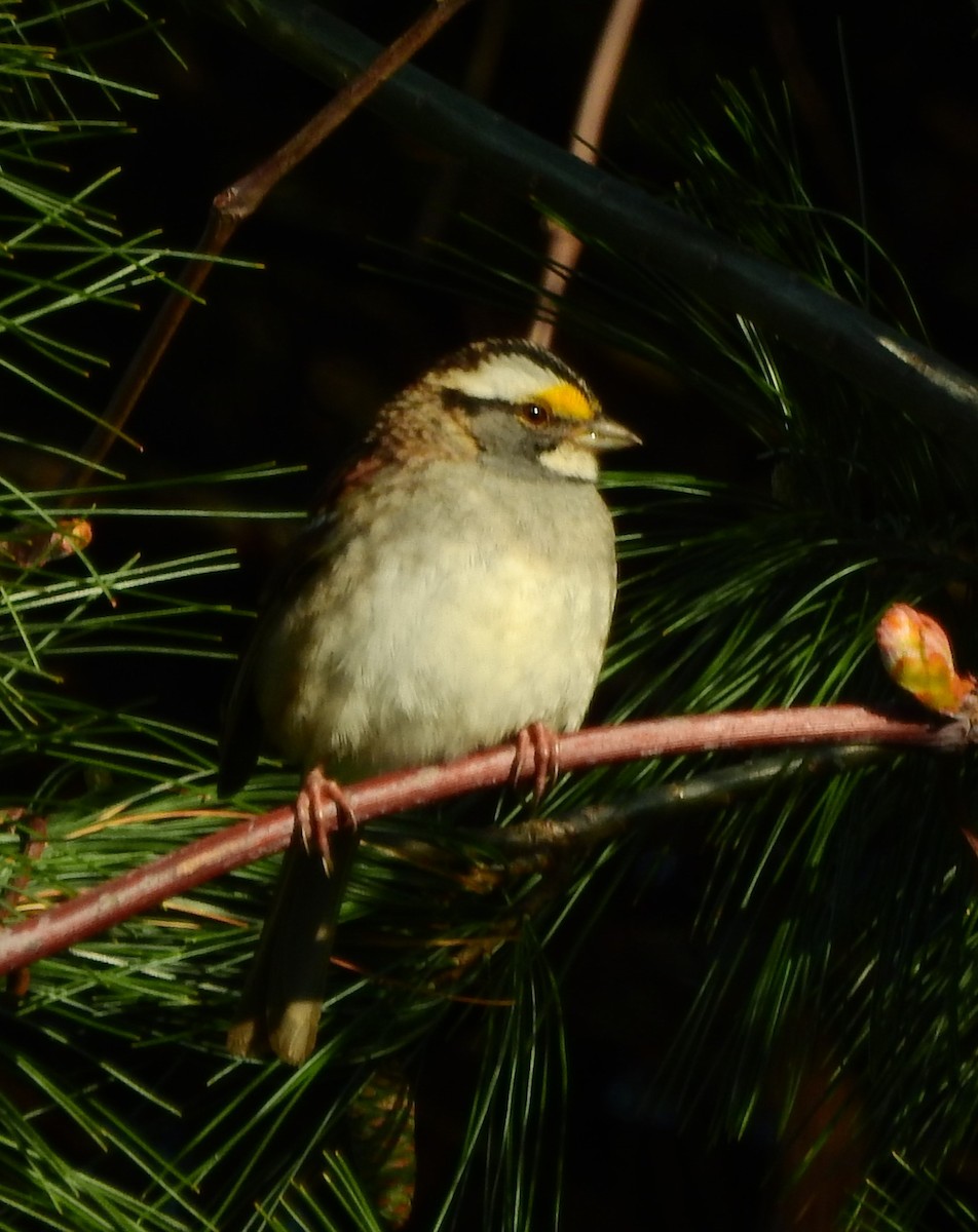 White-throated Sparrow - ML568591541