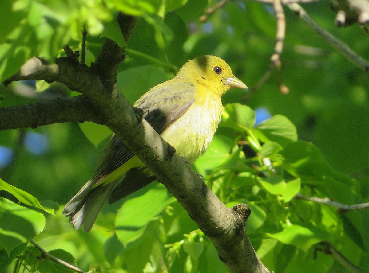 Scarlet Tanager - ML568591601