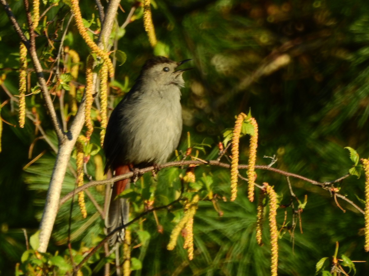 Gray Catbird - ML568591671