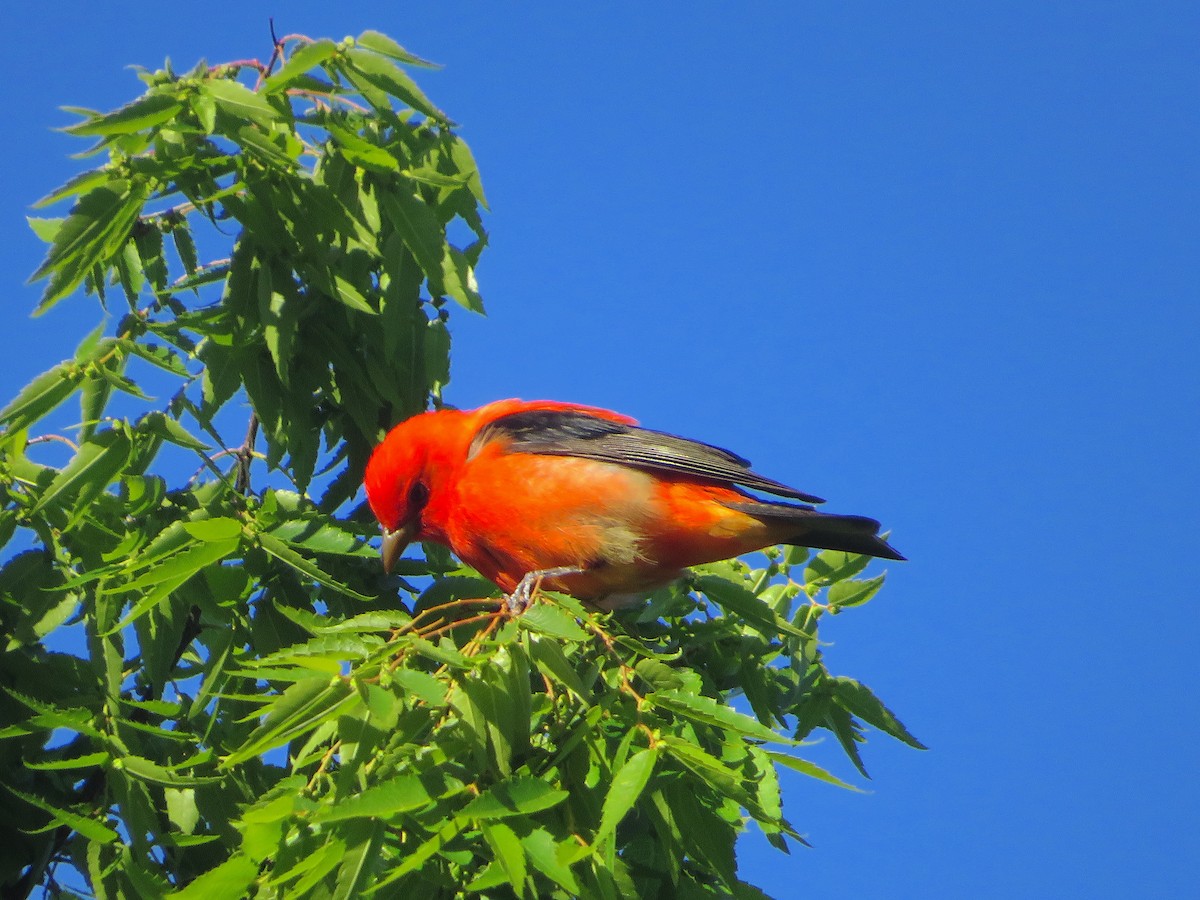 Scarlet Tanager - ML568591701