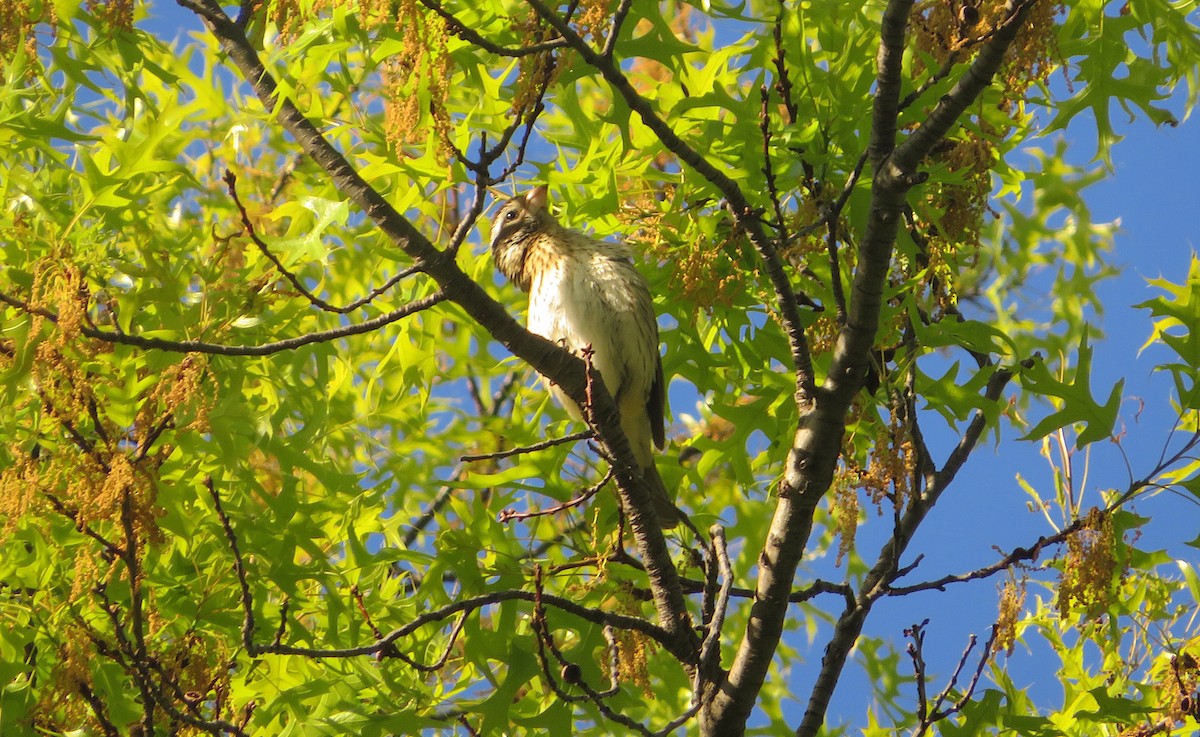 Rose-breasted Grosbeak - ML568591921