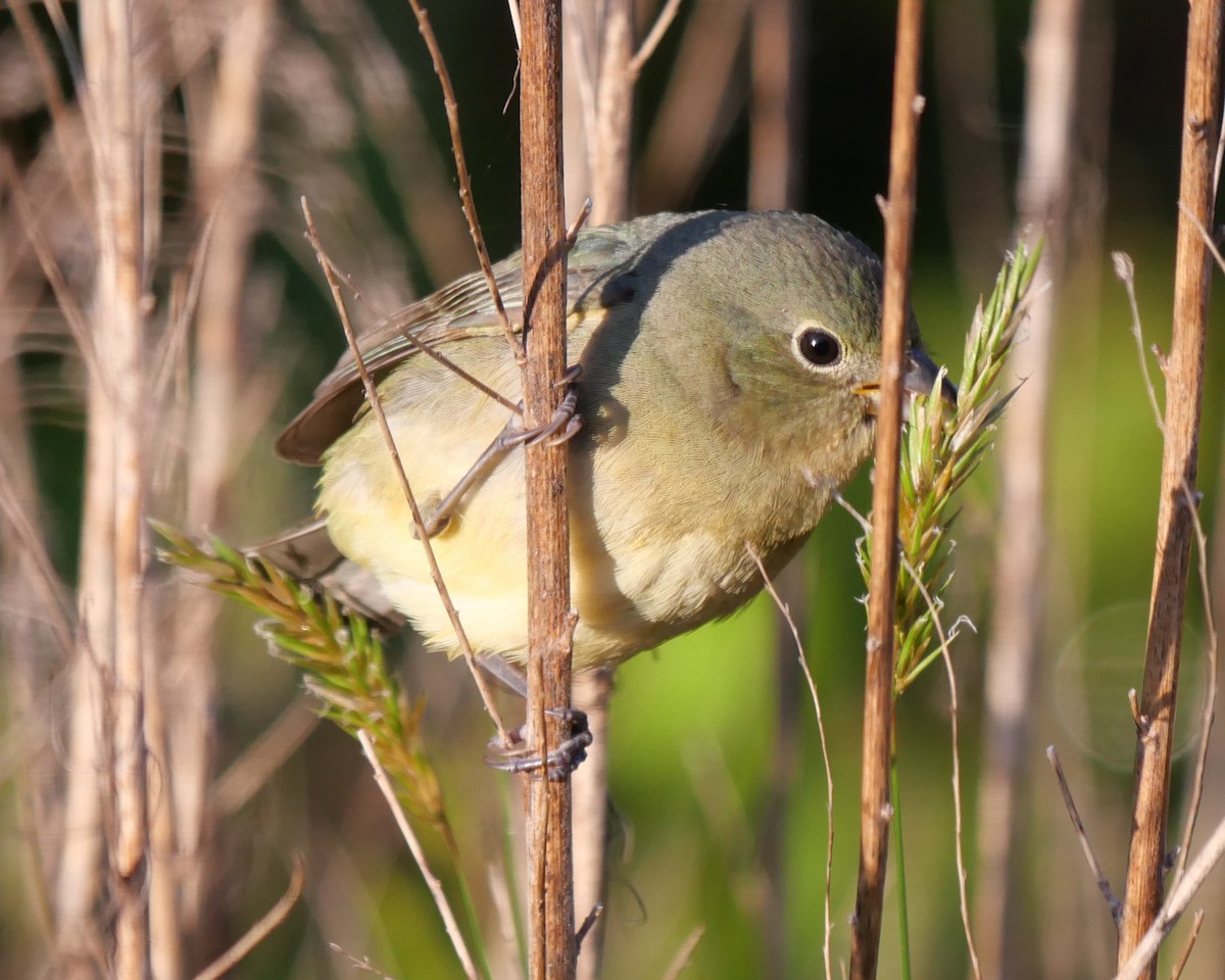 Painted Bunting - ML568592311
