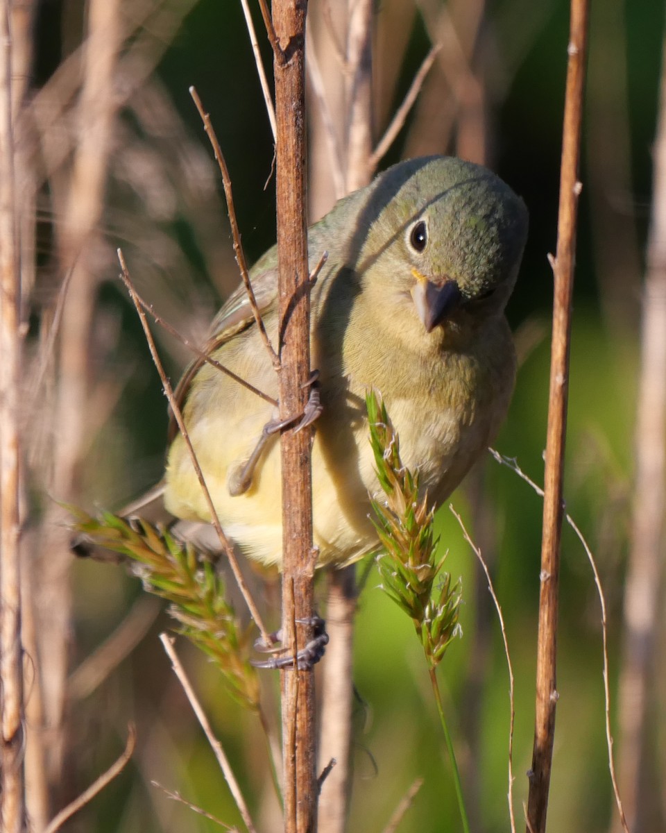 Painted Bunting - ML568592321