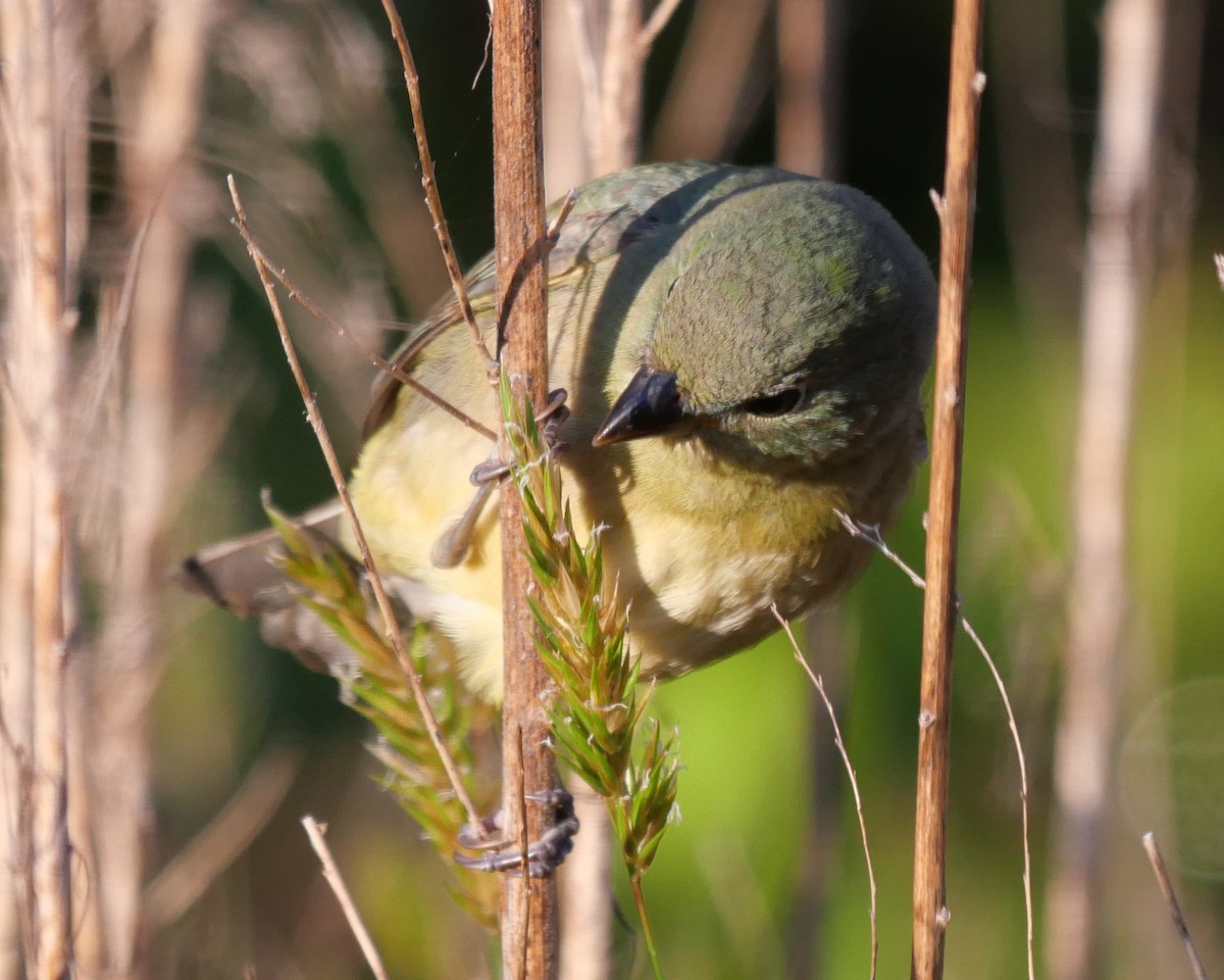 Painted Bunting - ML568592331
