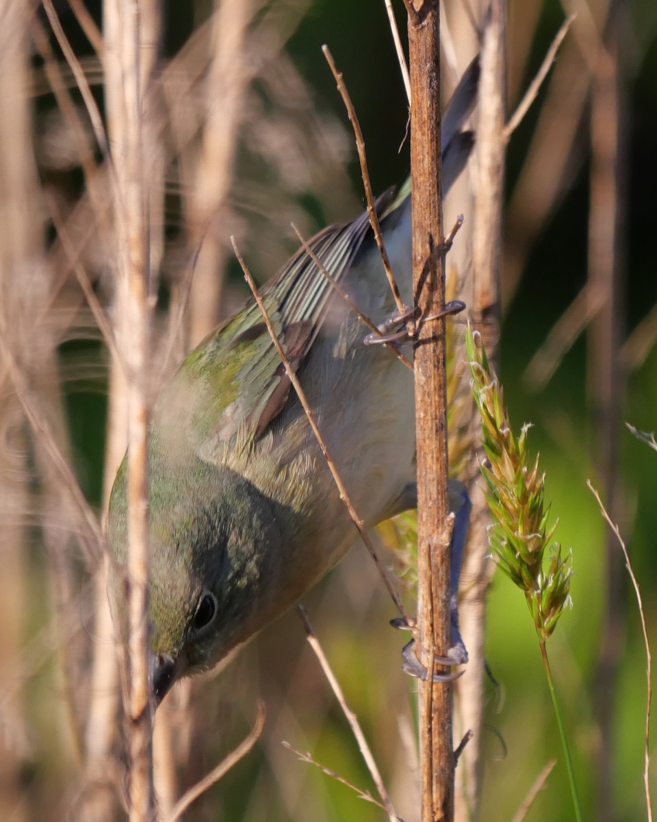 Painted Bunting - ML568592341