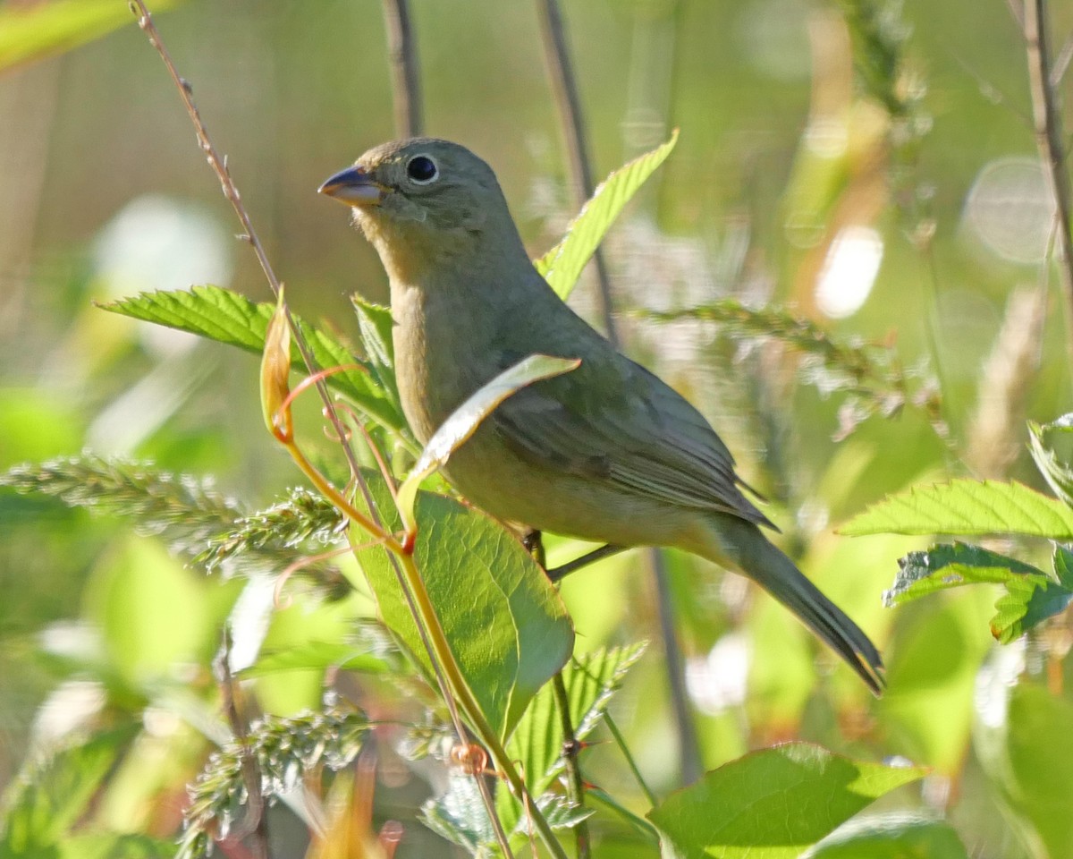 Painted Bunting - ML568592361