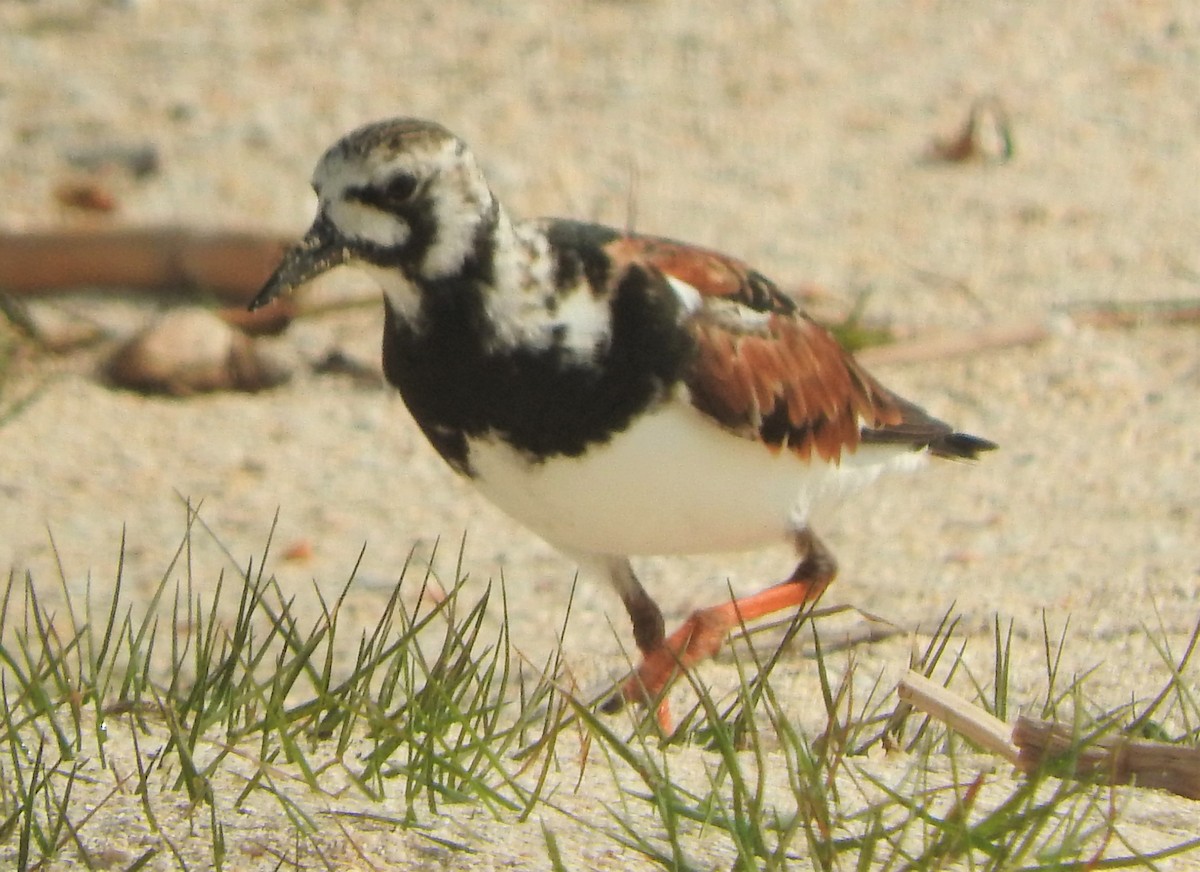 Ruddy Turnstone - ML568593711