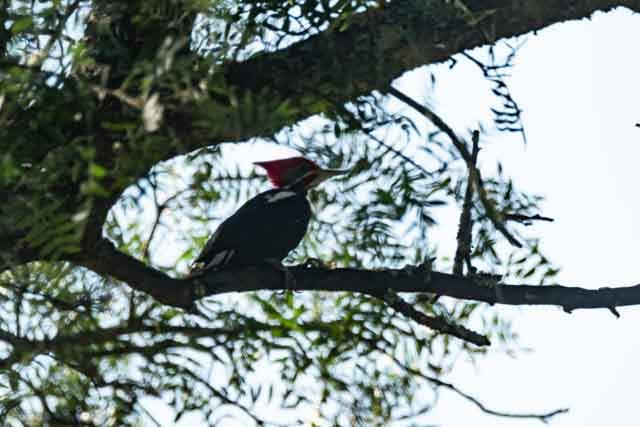 Black-bodied Woodpecker - Rodolfo Domnanovich