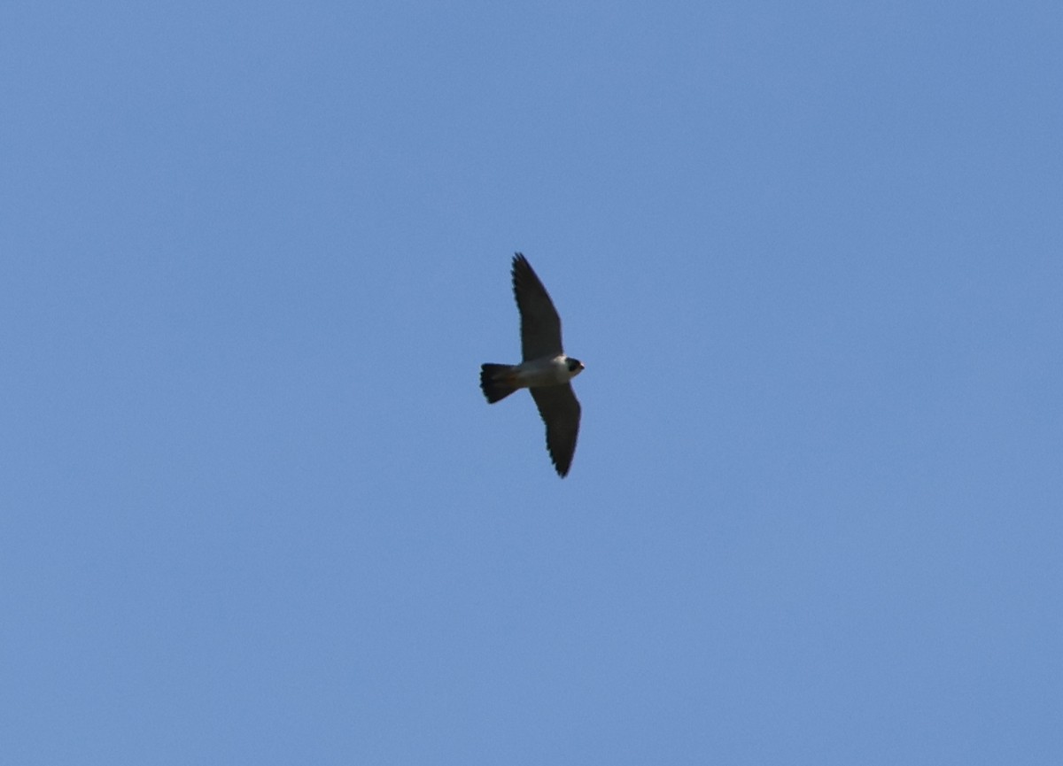 Peregrine Falcon - ML568594031