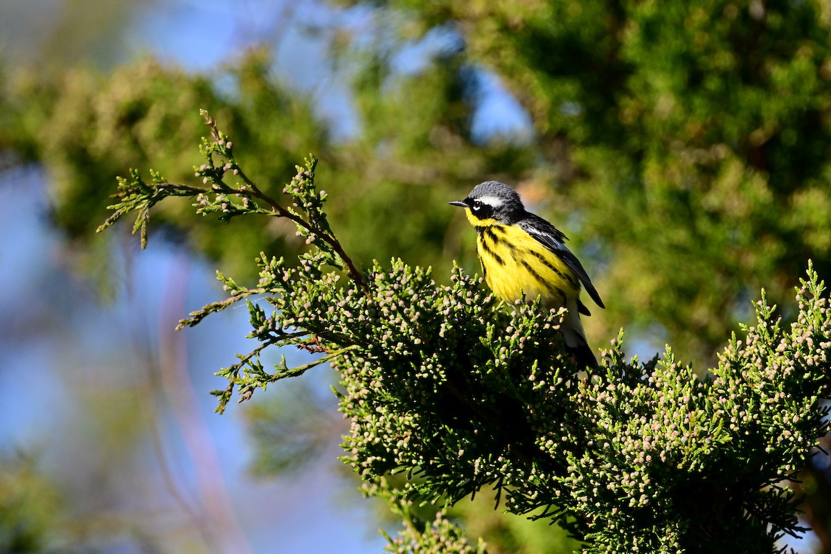 Magnolia Warbler - Eileen Gibney