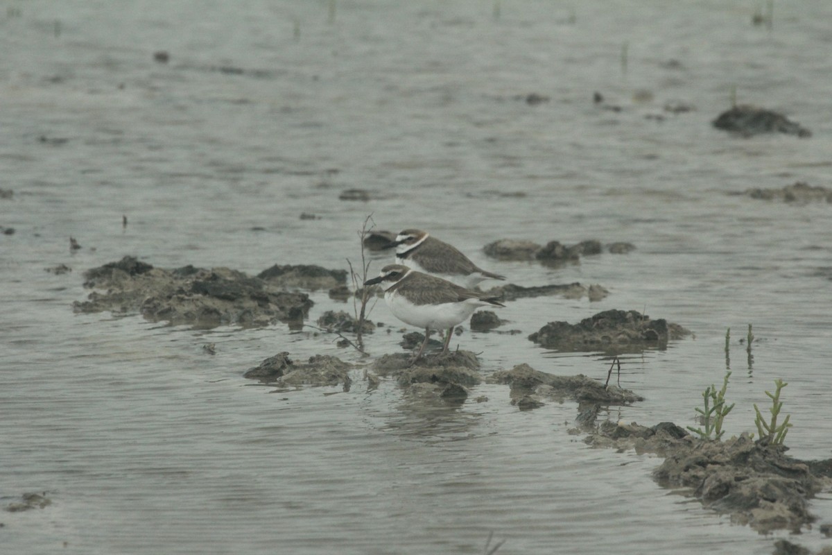 Wilson's Plover - Will Merg