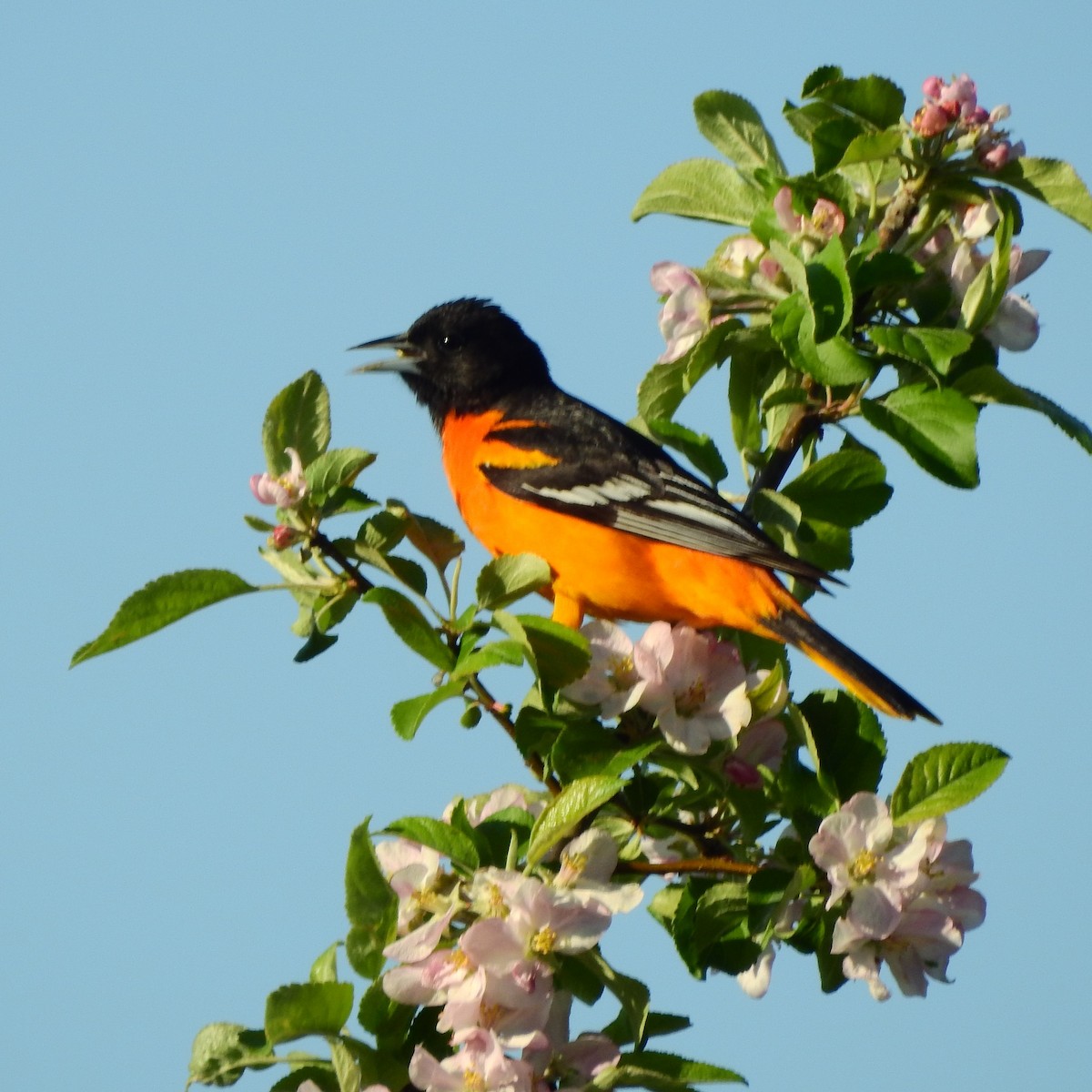 Baltimore Oriole - ML568594611