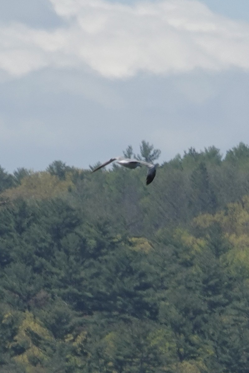 Black-legged Kittiwake - ML568594961