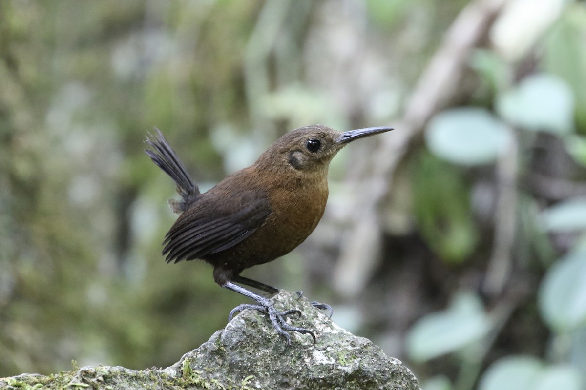 Sumichrast's Wren - Roger Woodruff