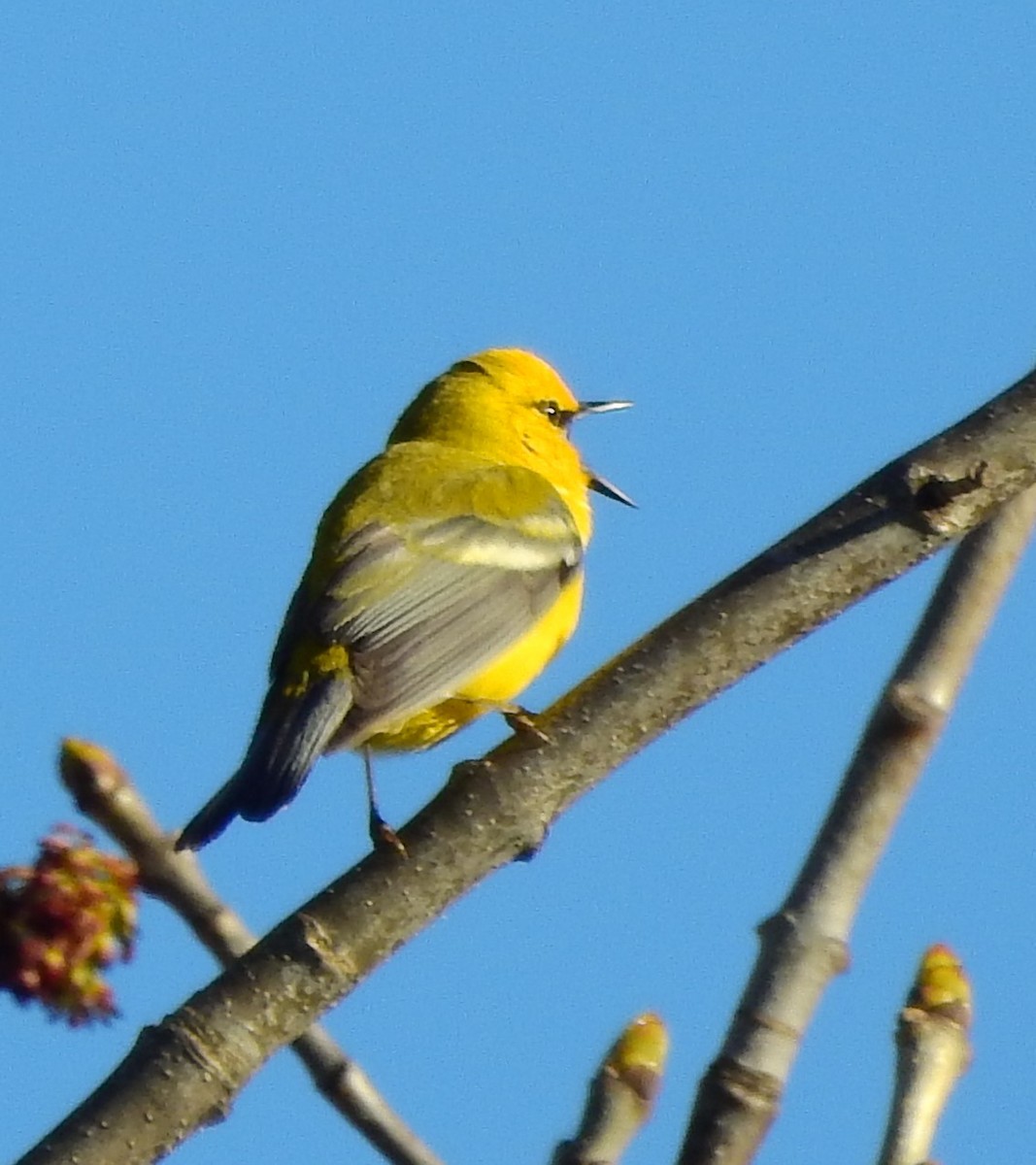 Blue-winged Warbler - Tim Shortell