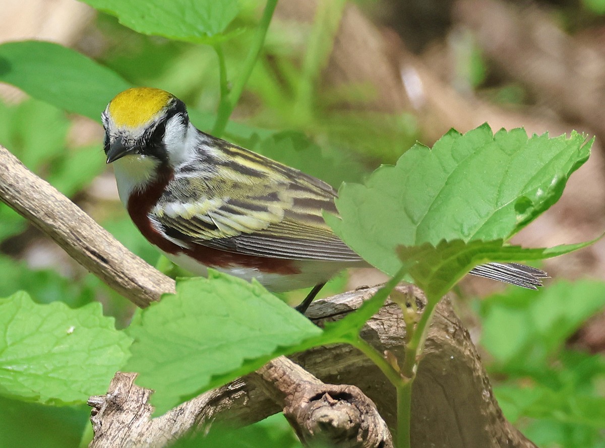 Chestnut-sided Warbler - Linda Mack