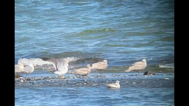 Хар сүүлт цахлай - ML568597181