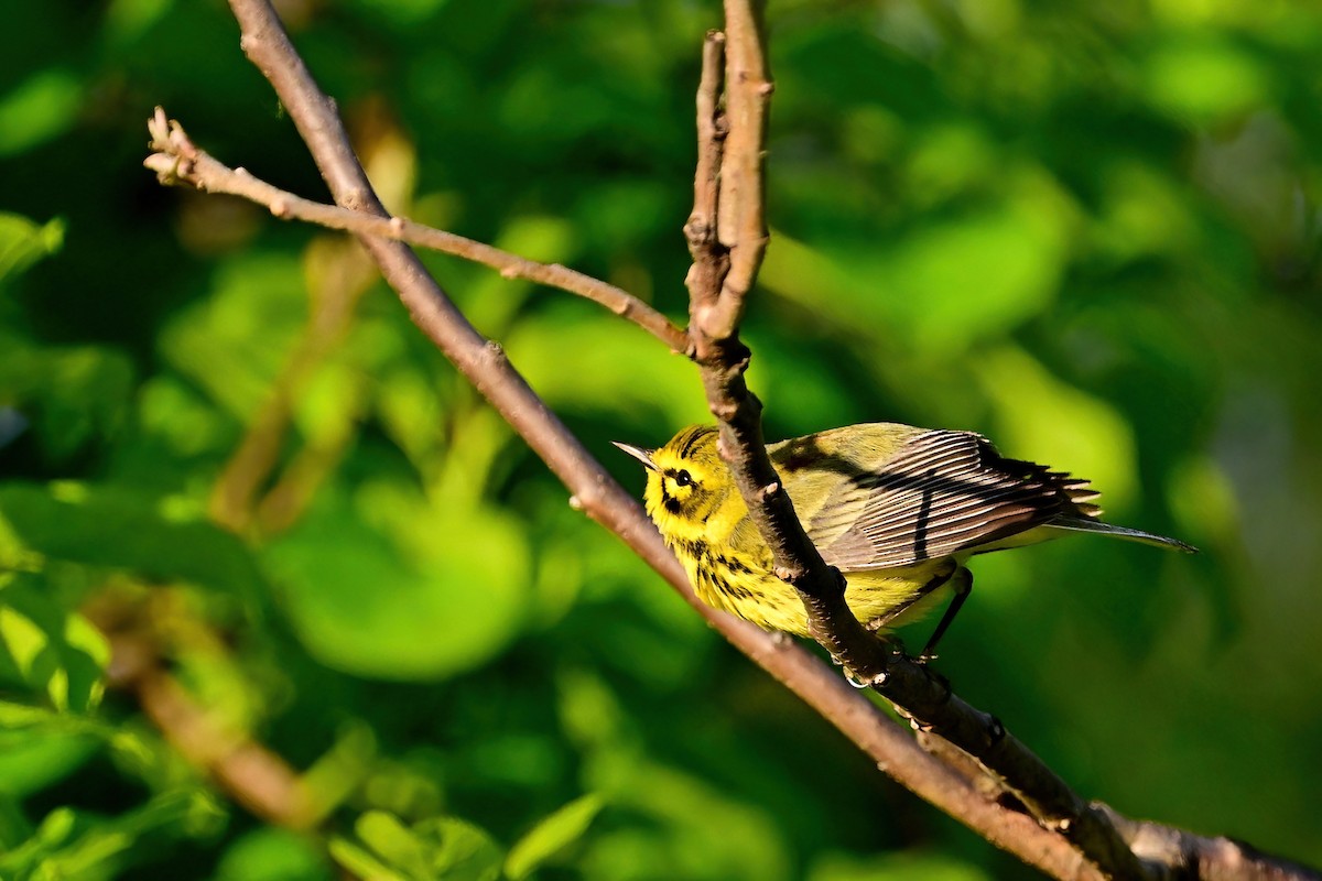 Prairie Warbler - Eileen Gibney