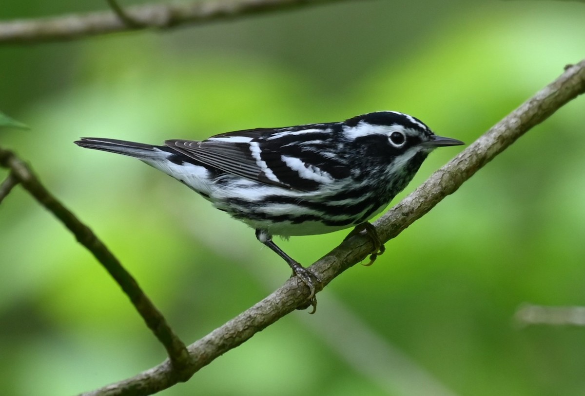 Black-and-white Warbler - ML568597891