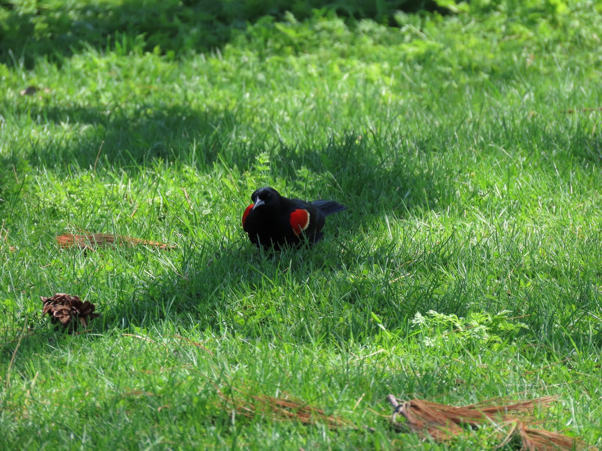 Red-winged Blackbird - ML568597981