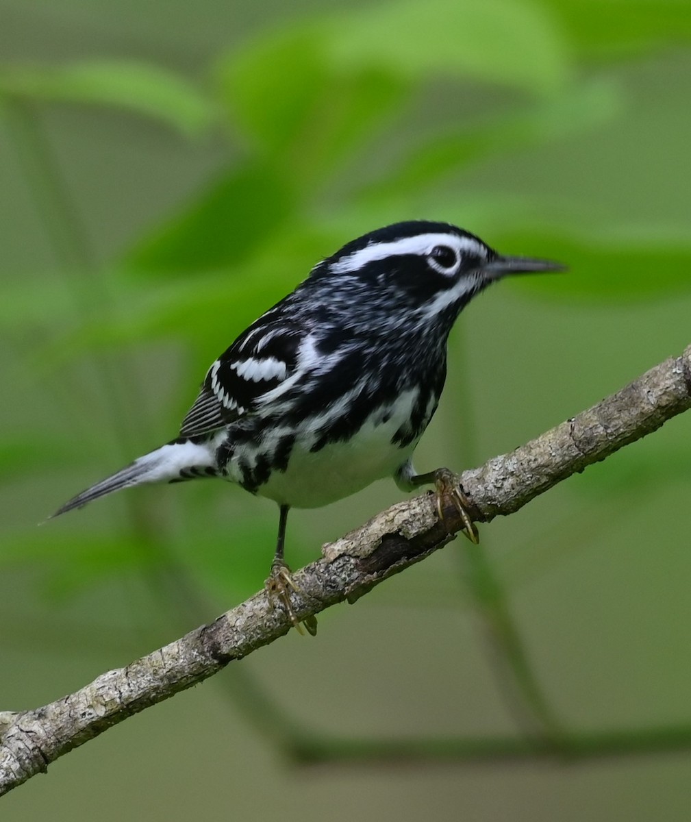Black-and-white Warbler - ML568598001
