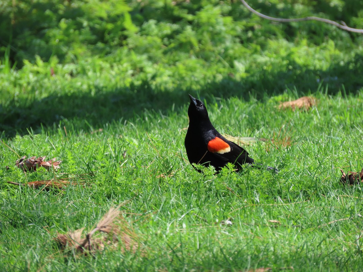 Red-winged Blackbird - ML568598951