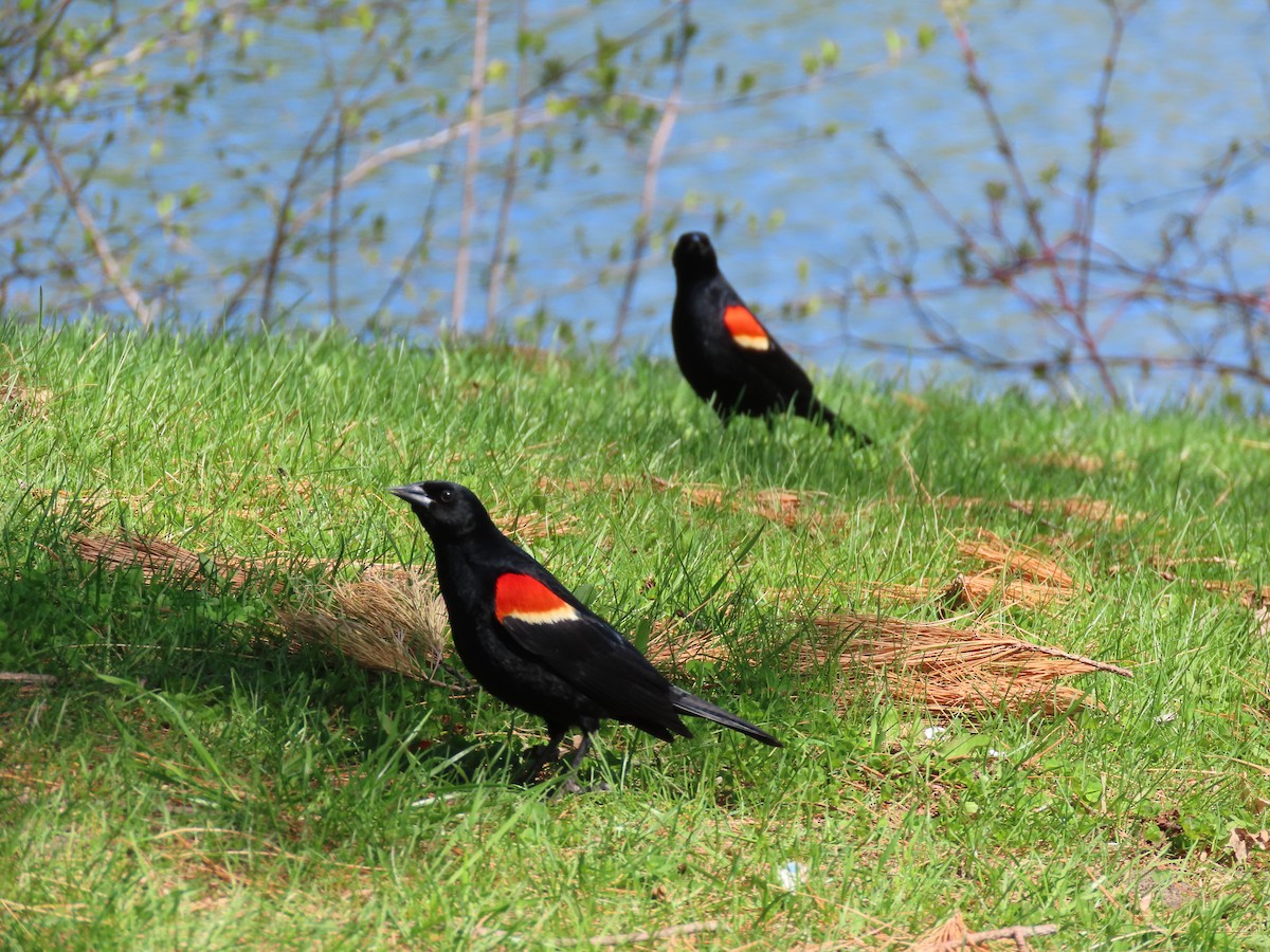 Red-winged Blackbird - ML568598961