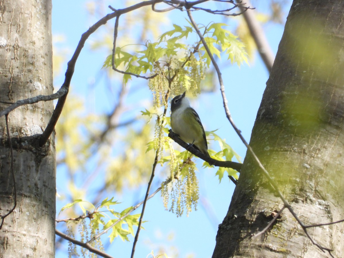 Blue-headed Vireo - Chad Wilson