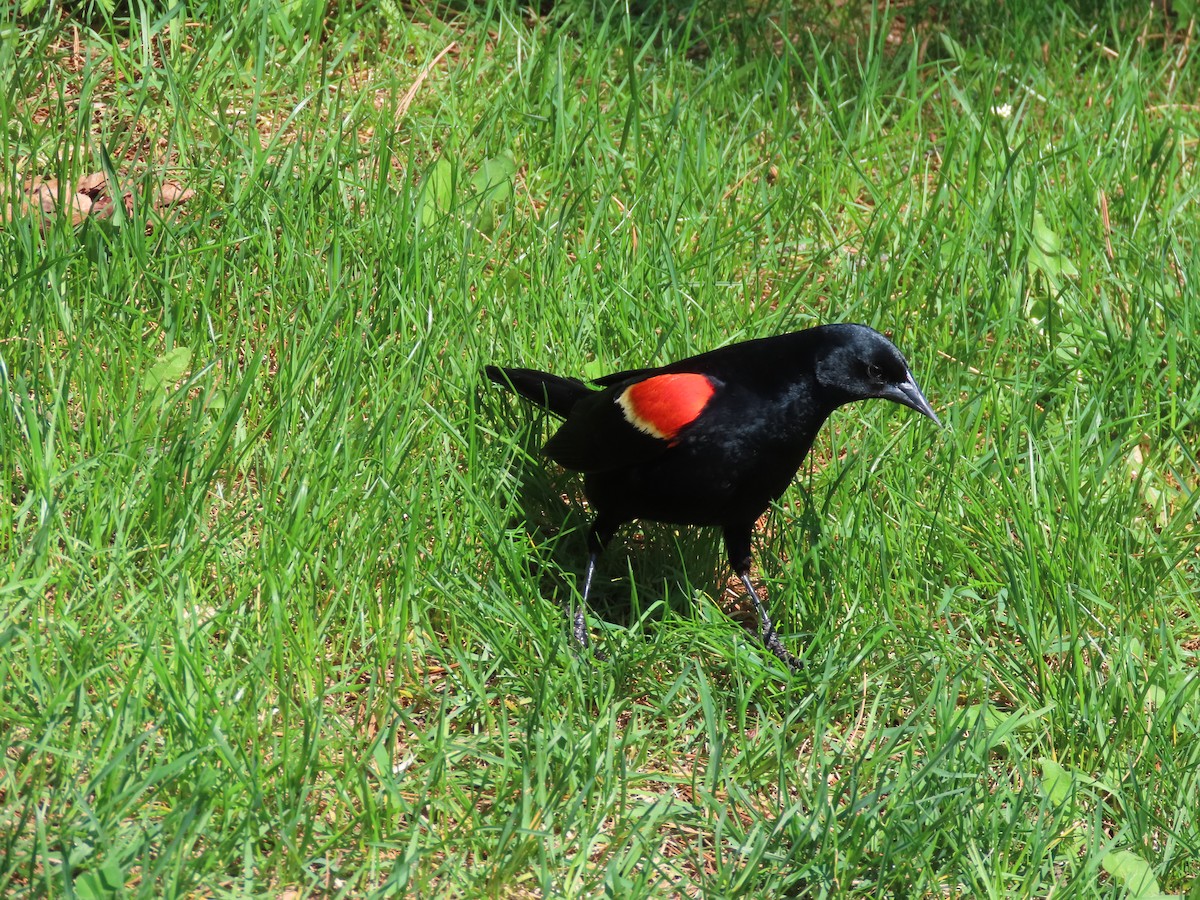 Red-winged Blackbird - ML568599201