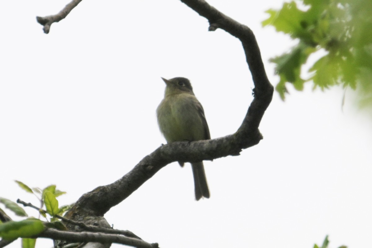 Western Flycatcher (Pacific-slope) - ML568599291