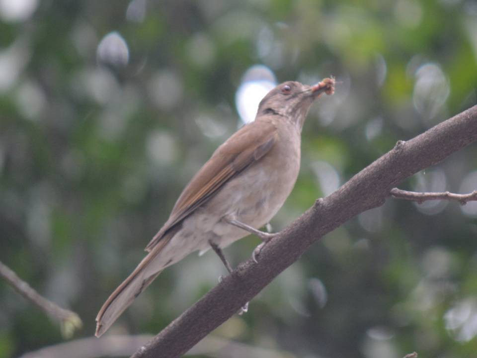 Pale-breasted Thrush - ML568599701