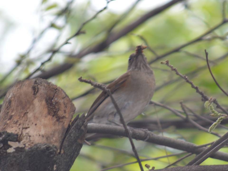 Pale-breasted Thrush - ML568599711