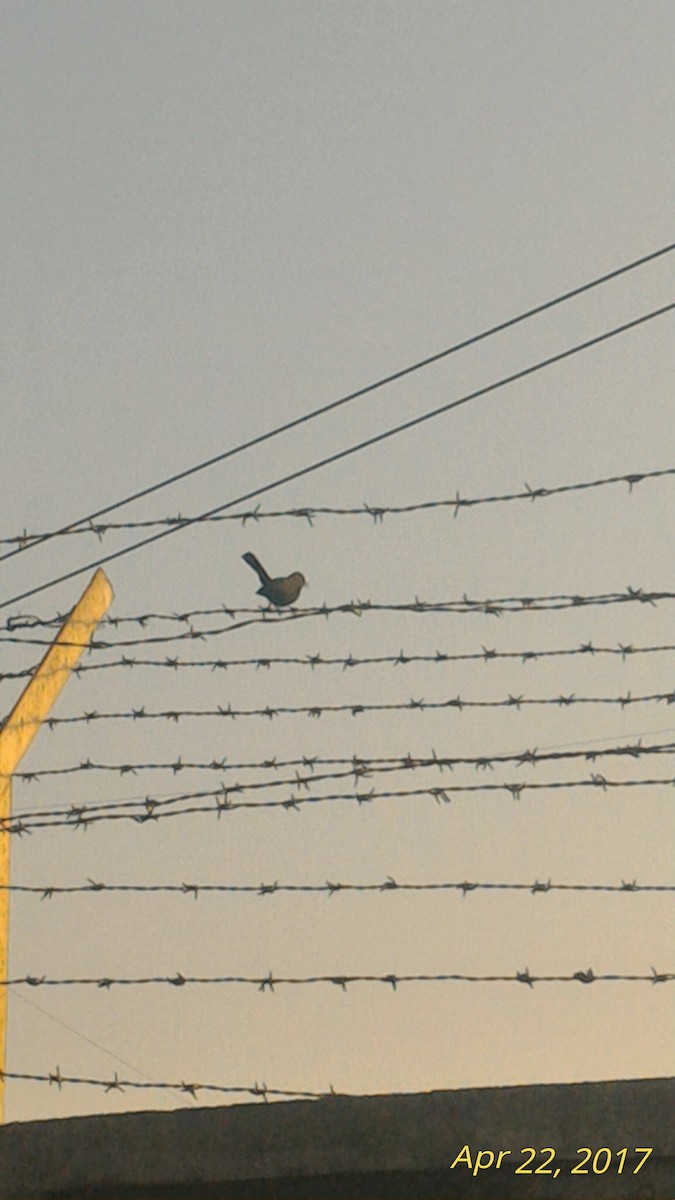 Indian Robin - ML56859981